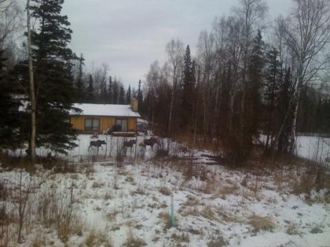 Three moose running across my neighbor’s yard, Wasilla, Alaska