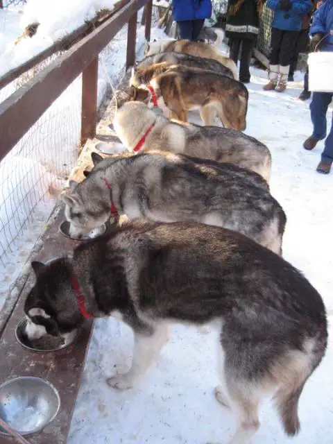 Alaska sled dogs eating at the Iditarod  alvinalexander.com