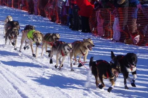 Sled dogs, from the 2011 Iditarod, Willow, Alaska