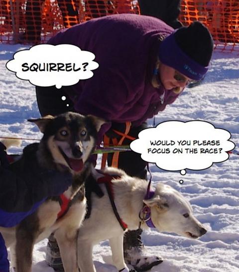Sled dogs from the 2011 Iditarod, Willow, Alaska (funny)