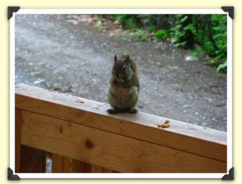 The infamous Squirrel, from the cabin in Talkeetna, Alaska