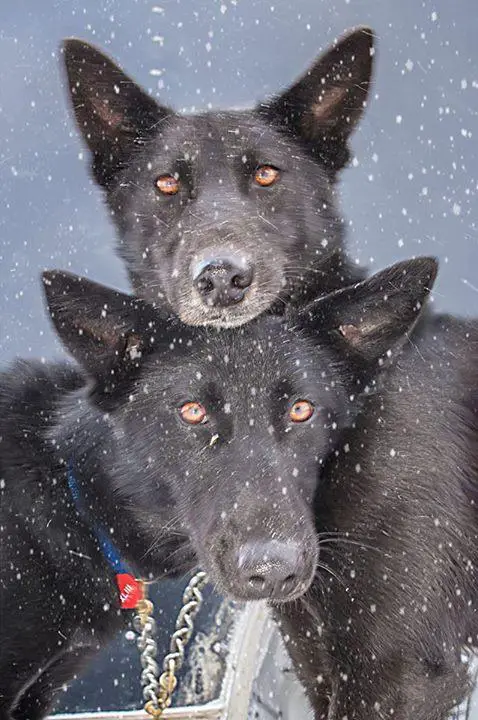 Two black dogs (Iditarod Trail Committee)