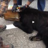 Black bear rescued in Tok, Alaska