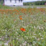 Wildflowers at the Talkeetna, Alaska airport