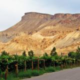 Colorado vineyards