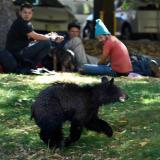 Bear cub wandering around Boulder, Colorado