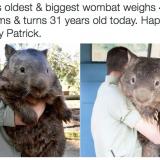 Squirrel? Wombat?