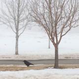 A crow in the snow, Colorado