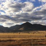 Cattle, field, and mountains near Golden, Colorado