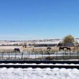Horses and snow, November 11, 2015