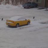 Ravens in the snow, Wasilla, Alaska