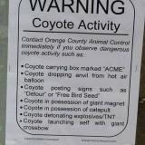 Warning, coyote activity