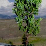 Bonsai tree