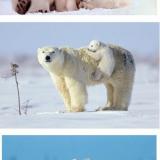 Polar bear photos (mom and cub)