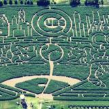 Corn field tribute to the Cubs