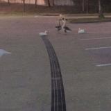 Duck has a rough landing