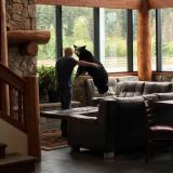 Bear walks into the Breeze Inn, Seward, Alaska