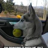Husky with tennis ball in car