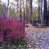 September colors, Talkeetna, Alaska