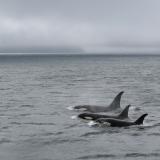 Killer whales in Alaska
