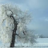 Overnight snow, Louisville, Colorado
