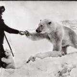 Training polar bears