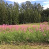 Fireweed blooming in Alaska (and winter coming)