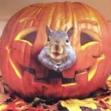 A great Halloween pumpkin squirrel card