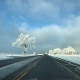Snowy trees, Louisville, Colorado