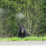 An angry black bear, somewhere in Canada