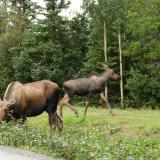A couple of moose in Alaska