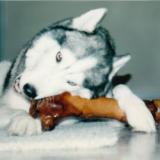 Rocky and a bone
