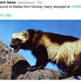 A wolverine tries to escape at a New Jersey airport