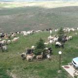 Goats at the apartment