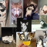 Must Love Dogs, and dogs in books