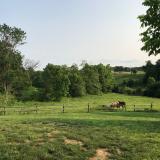 Two horses in Kentucky
