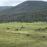 Caribou/elk at Rocky Mountain National Park