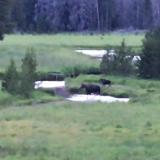 Two moose in Rocky Mountain National Park