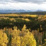 Leaves are yellow, the fireweed has died