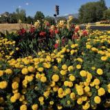 Flowers at an intersection in downtown Colorado