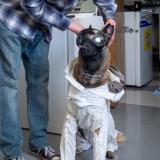 Xenna the service dog