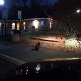 Cat at a rest area