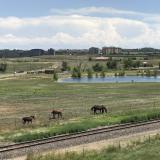 The neigh-bors (horses in Broomfield, Colorado)