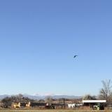 A hawk, a farm, and the Rocky Mountains