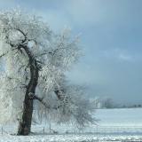 A snow white tree, Louisville, Colorado