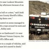 Big, aggressive cow shuts down traffic near Golden, CO