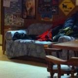 A black dog in the Latitude 62 bar, Talkeetna, Alaska