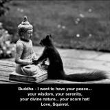 Squirrel asking for some Buddha wisdom