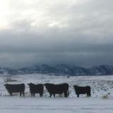 My cattle neighbors in Broomfield, Colorado