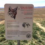 Coyotes in Colorado